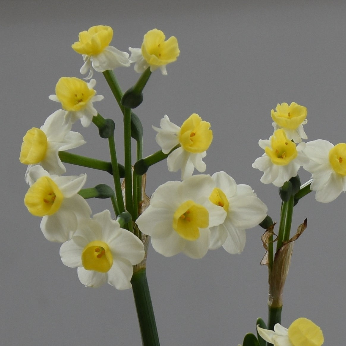Narcissi Avalanche