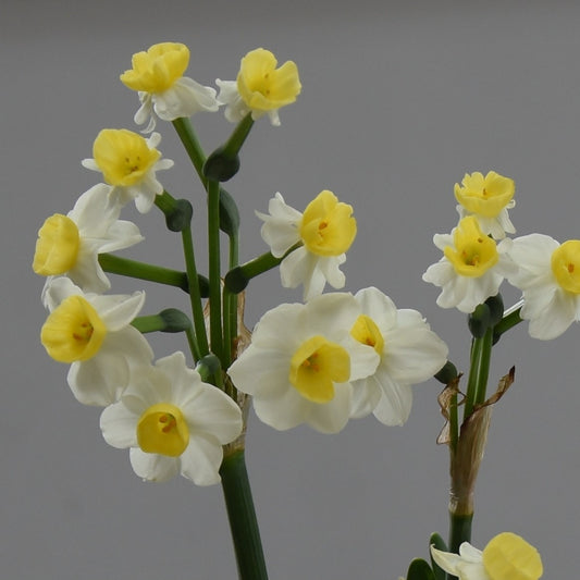 Narcissi Avalanche