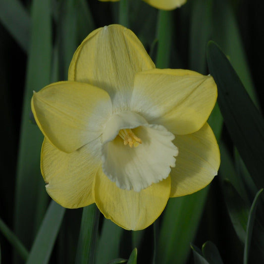 Narcissi Avalon
