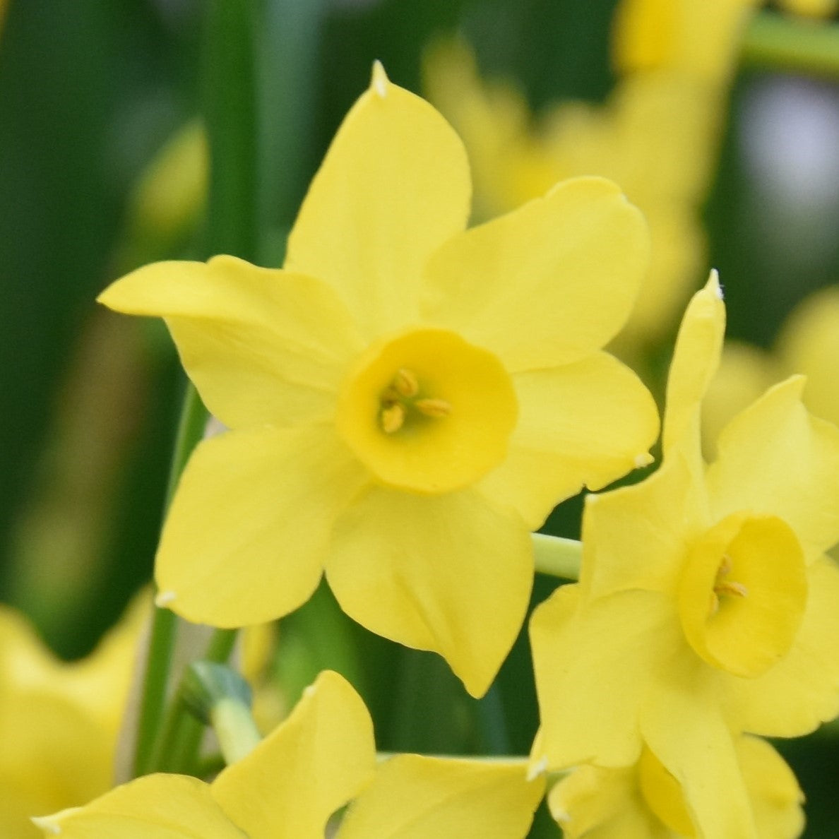 Narcissi Baby Boomer