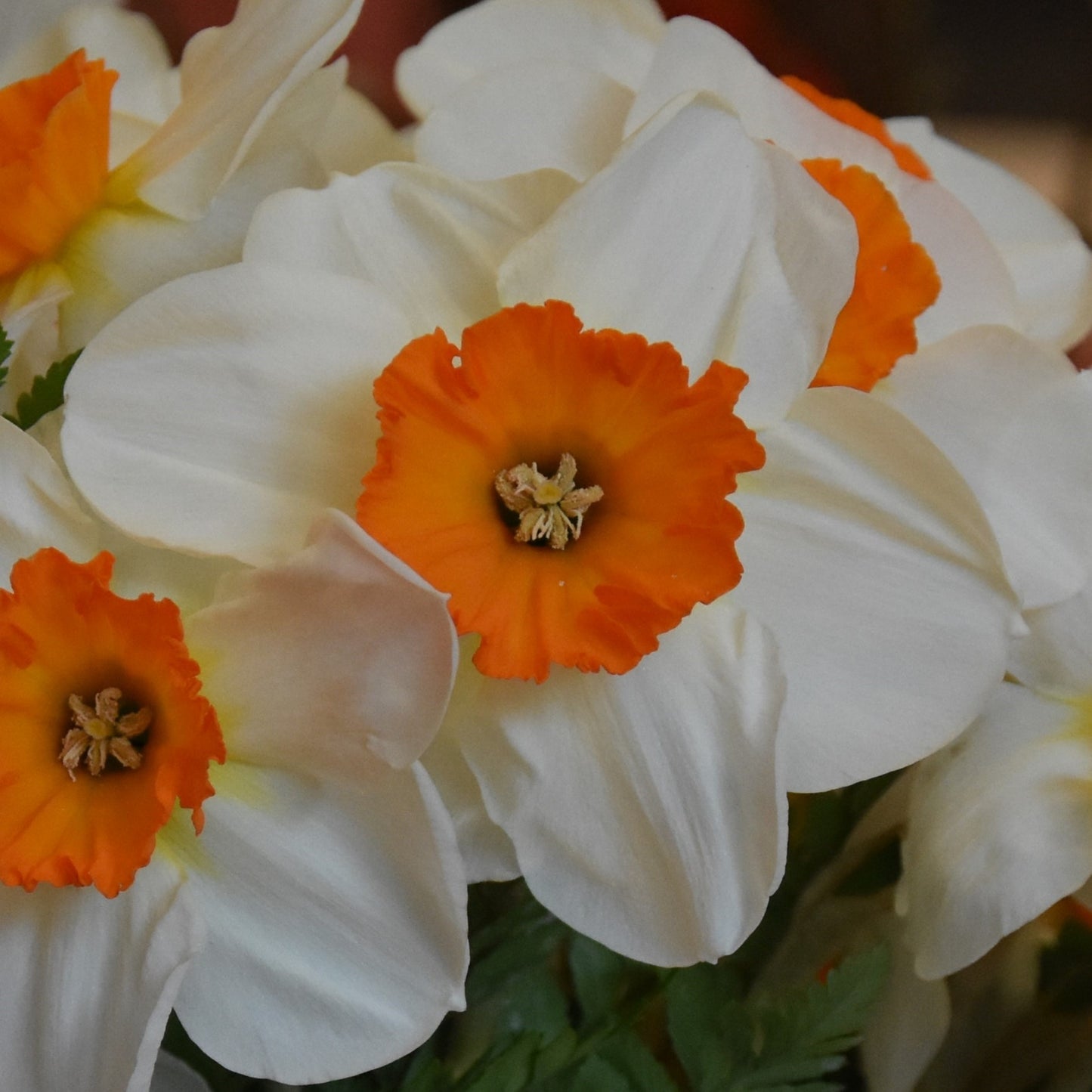 Narcissi Barrett Browning