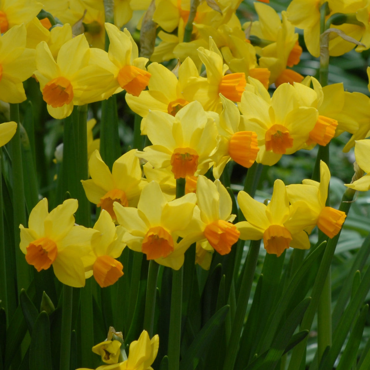 Narcissi Bittern