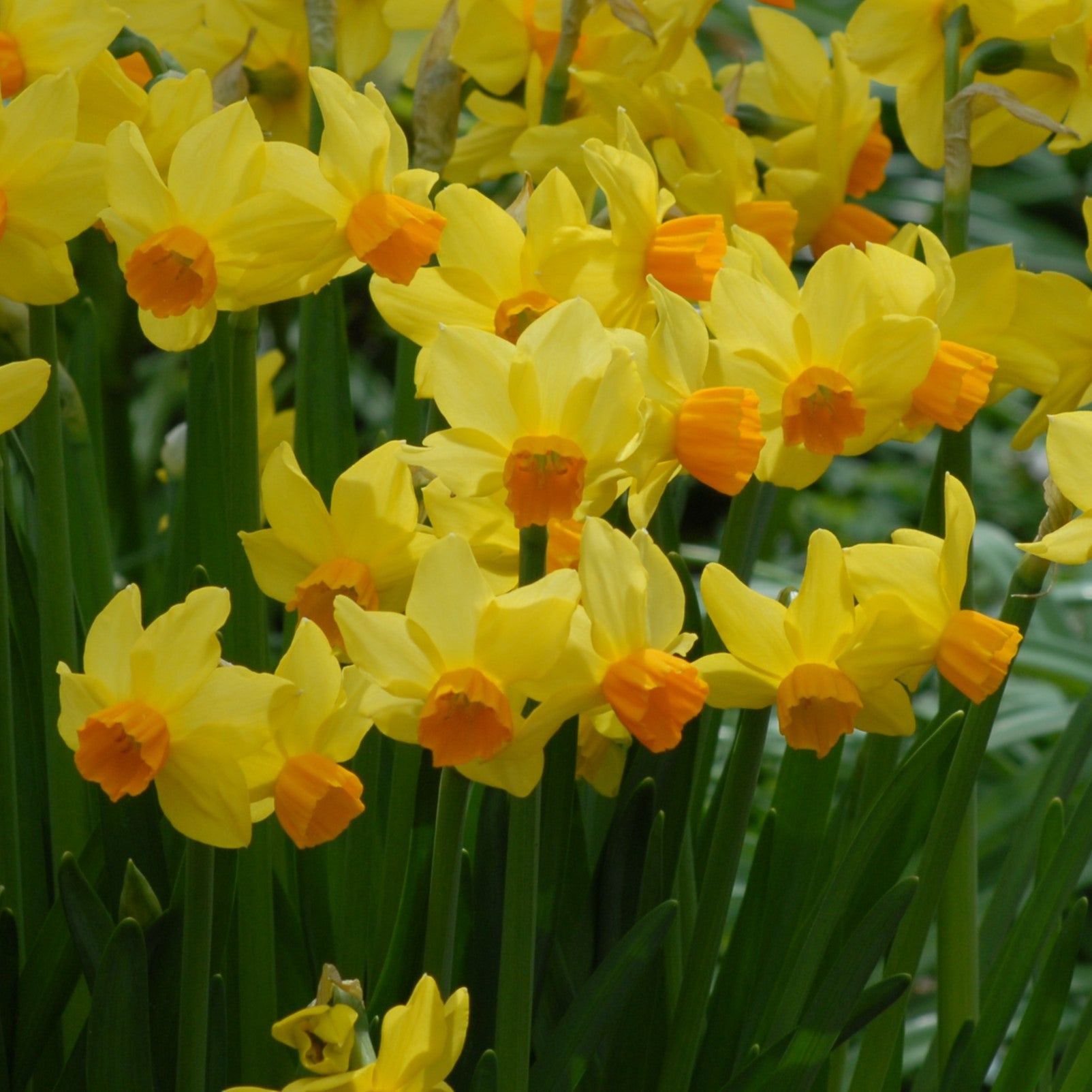 Narcissi Bittern