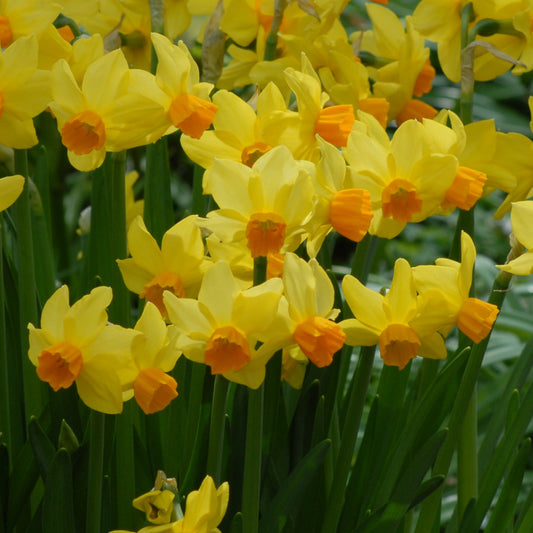 Narcissi Bittern