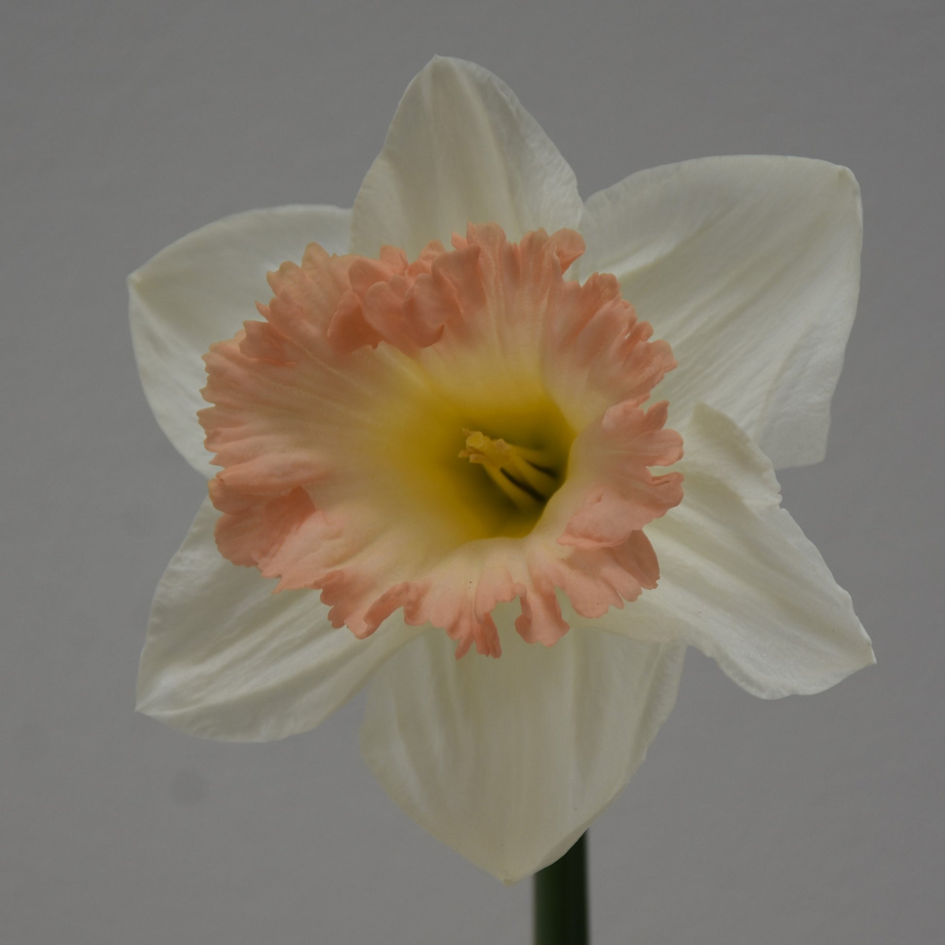Narcissi British Gamble