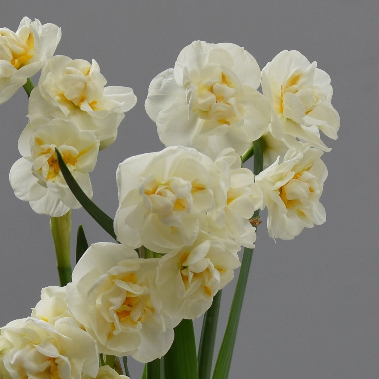 Narcissi Bridal Crown