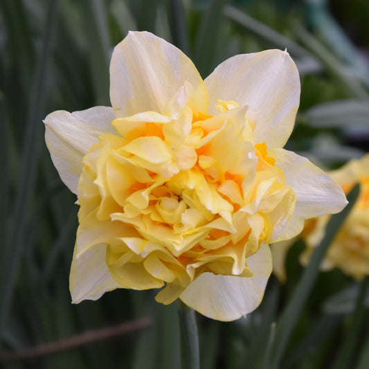 Narcissi Butter and Eggs