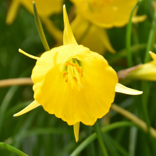 Narcissi bulbocodium 'Golden Bells'