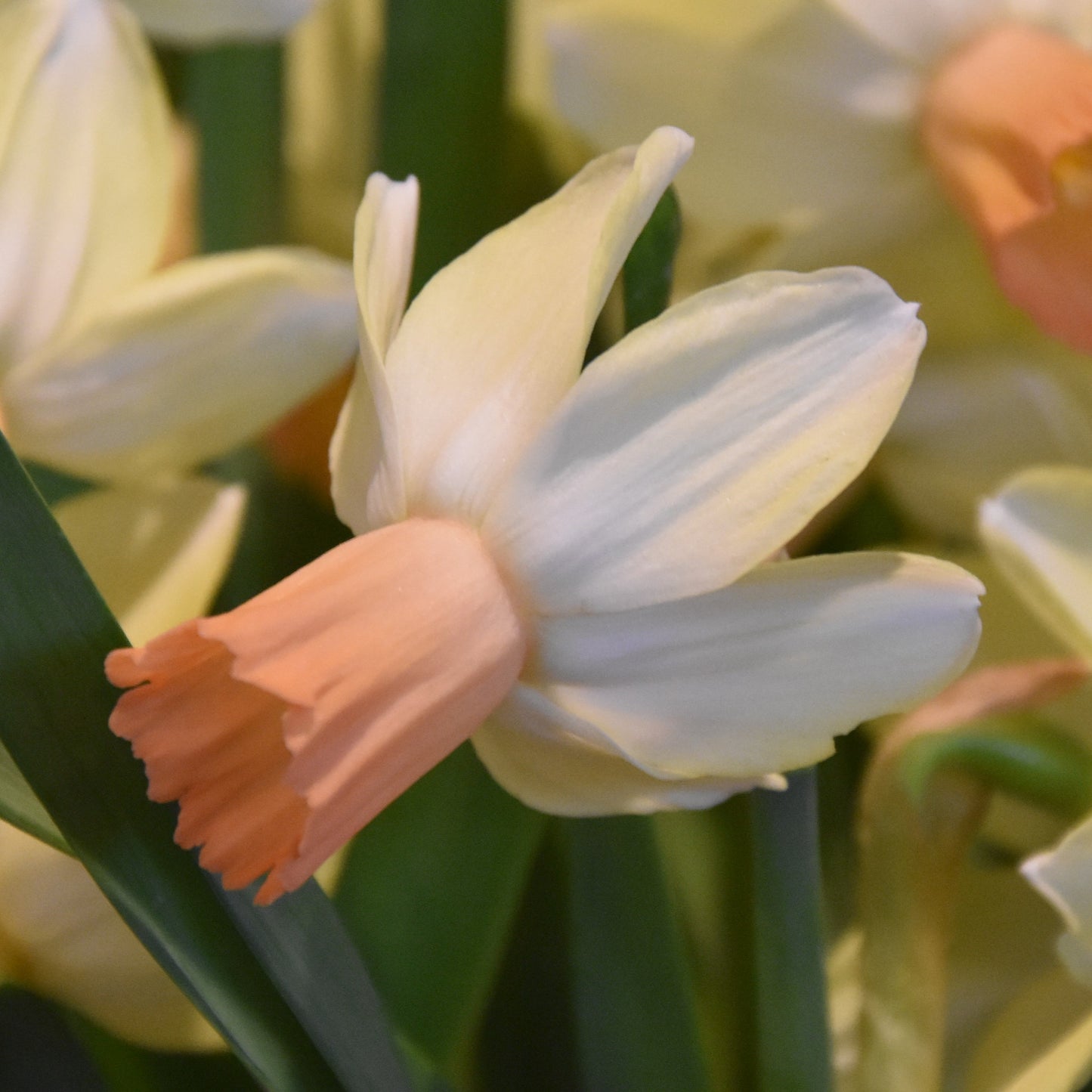 Narcissi Carice