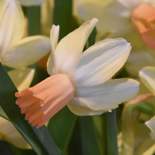 Narcissi Carice