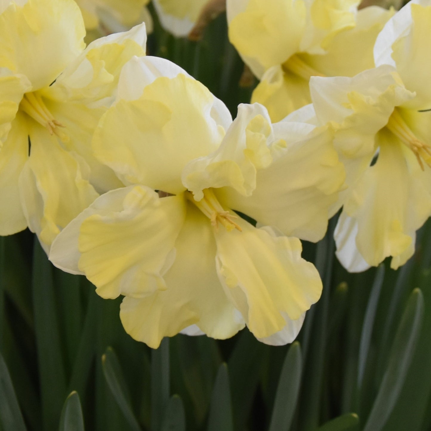 Narcissi Cassata