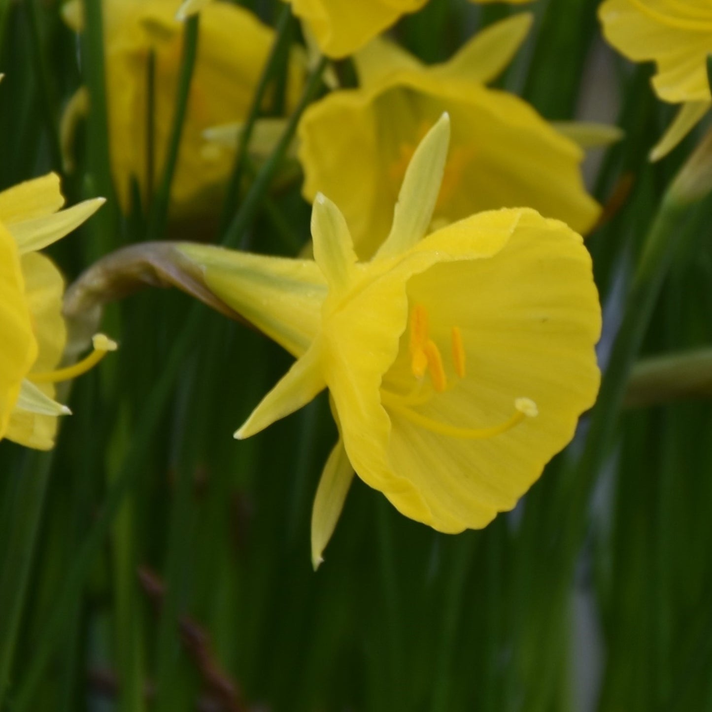 Narcissi bulbocodium 'Casual Elegance'