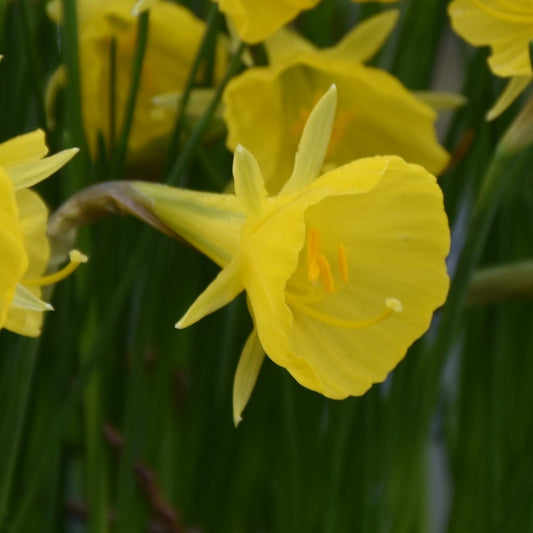 Narcissi bulbocodium 'Casual Elegance'