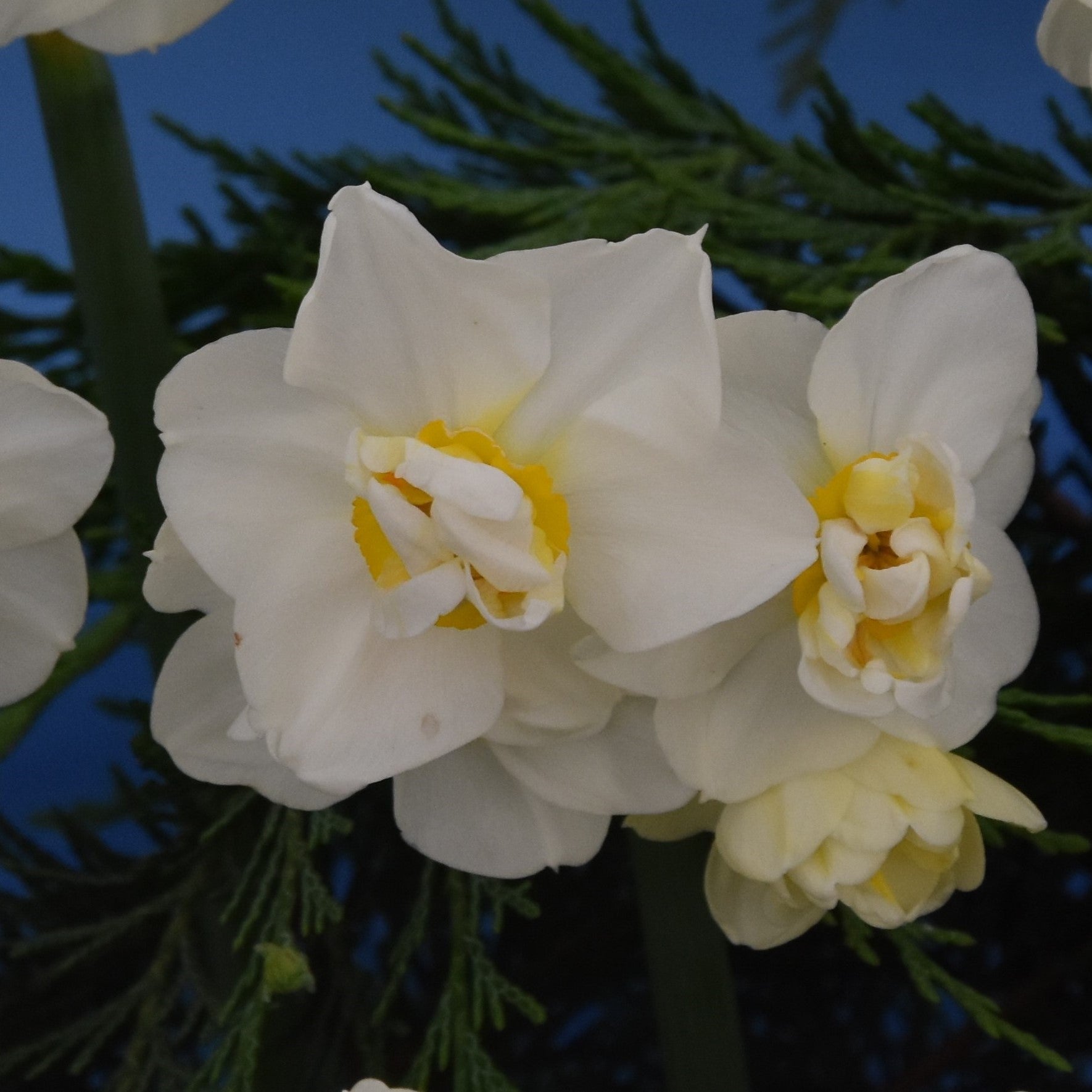 Narcissi Cheerfulness