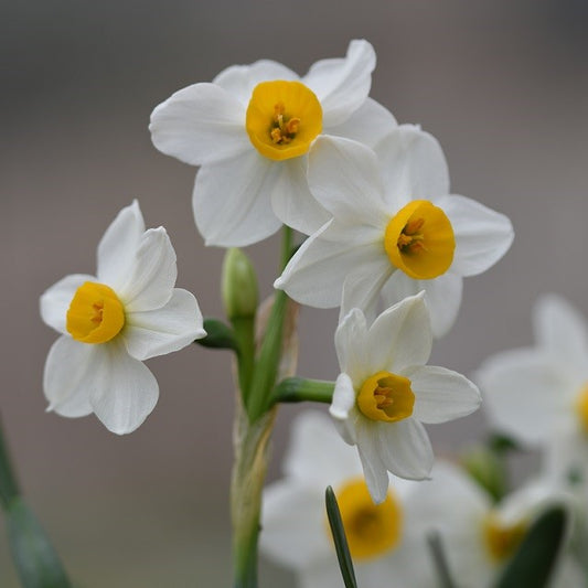 Narcissi Chinese Sacred Lily