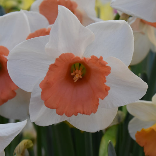 Narcissi Chromacolor