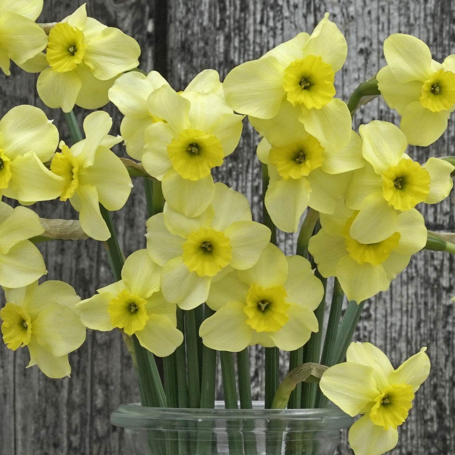Narcissi Clare