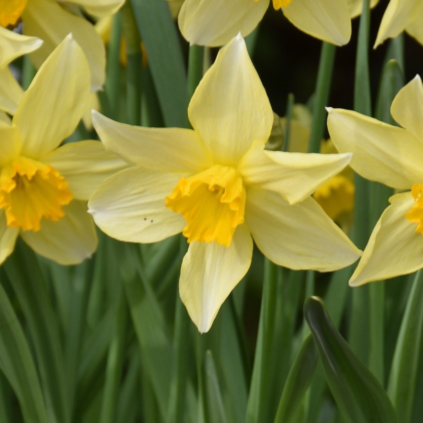 Narcissi Conspicuus