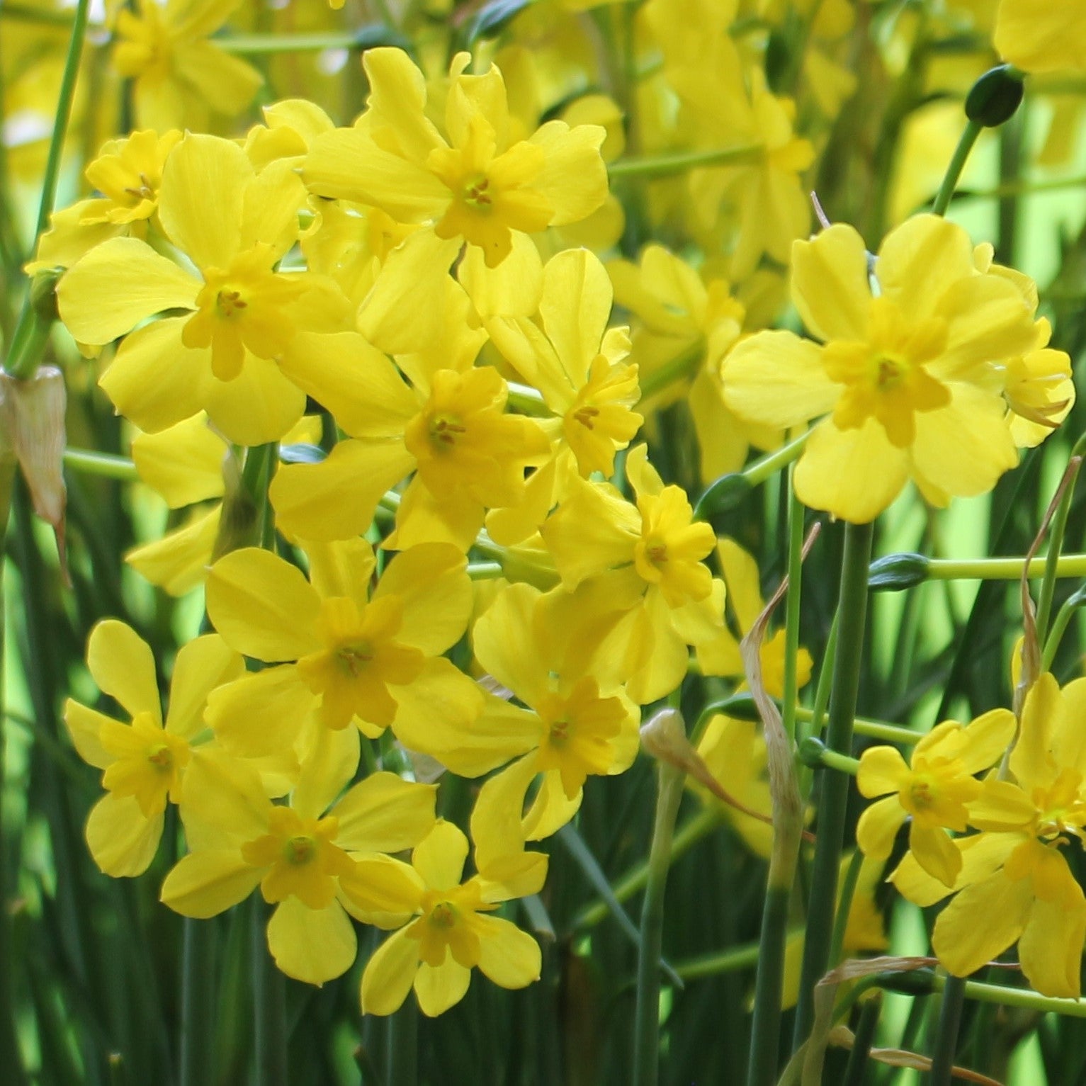 Narcissi cordubensis