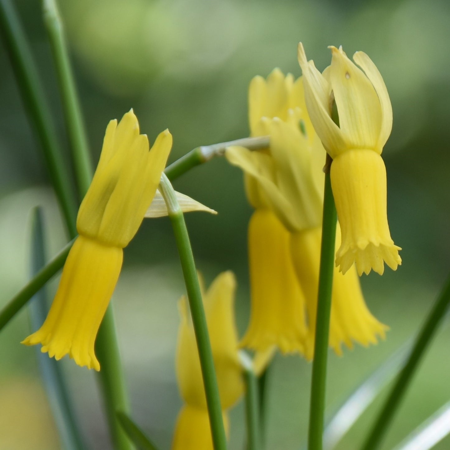Narcissi cyclamineus (True Species)