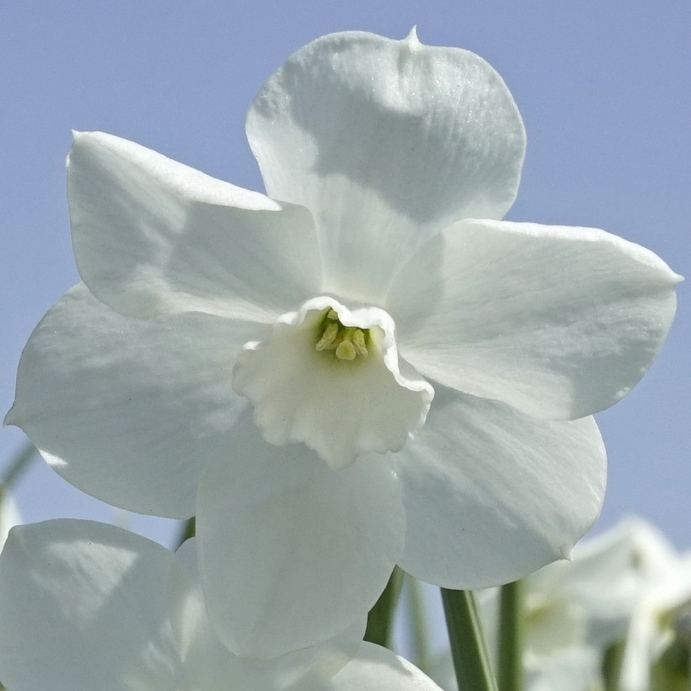 Narcissi Dainty Miss