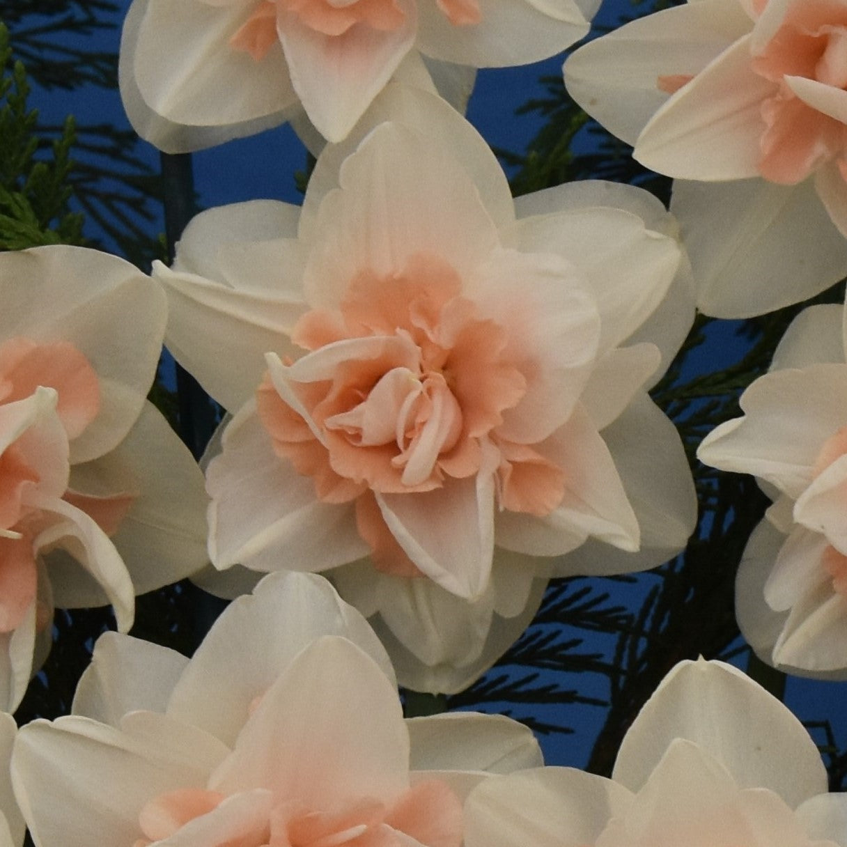 Narcissi Delnashaugh