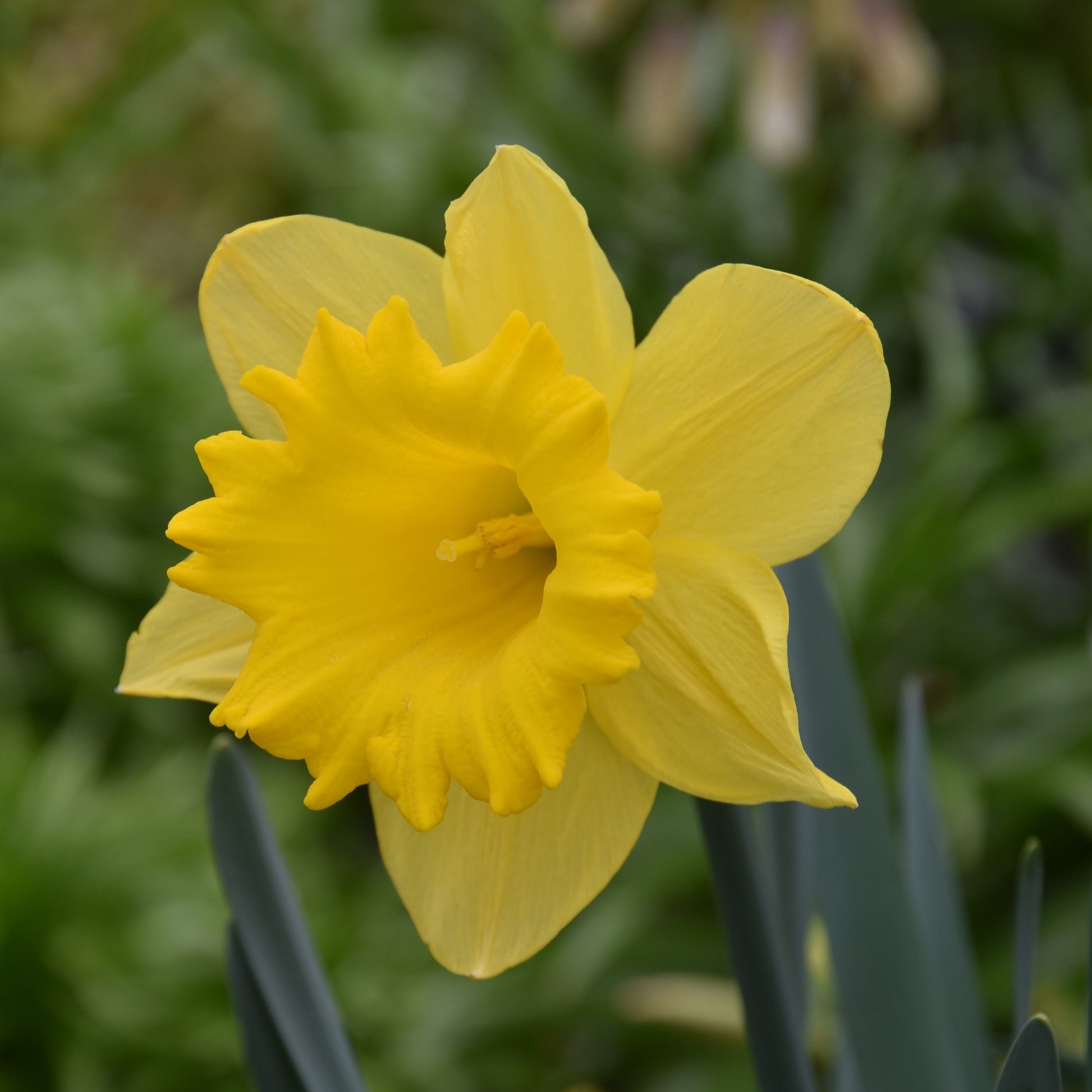 Narcissi Dutch Master