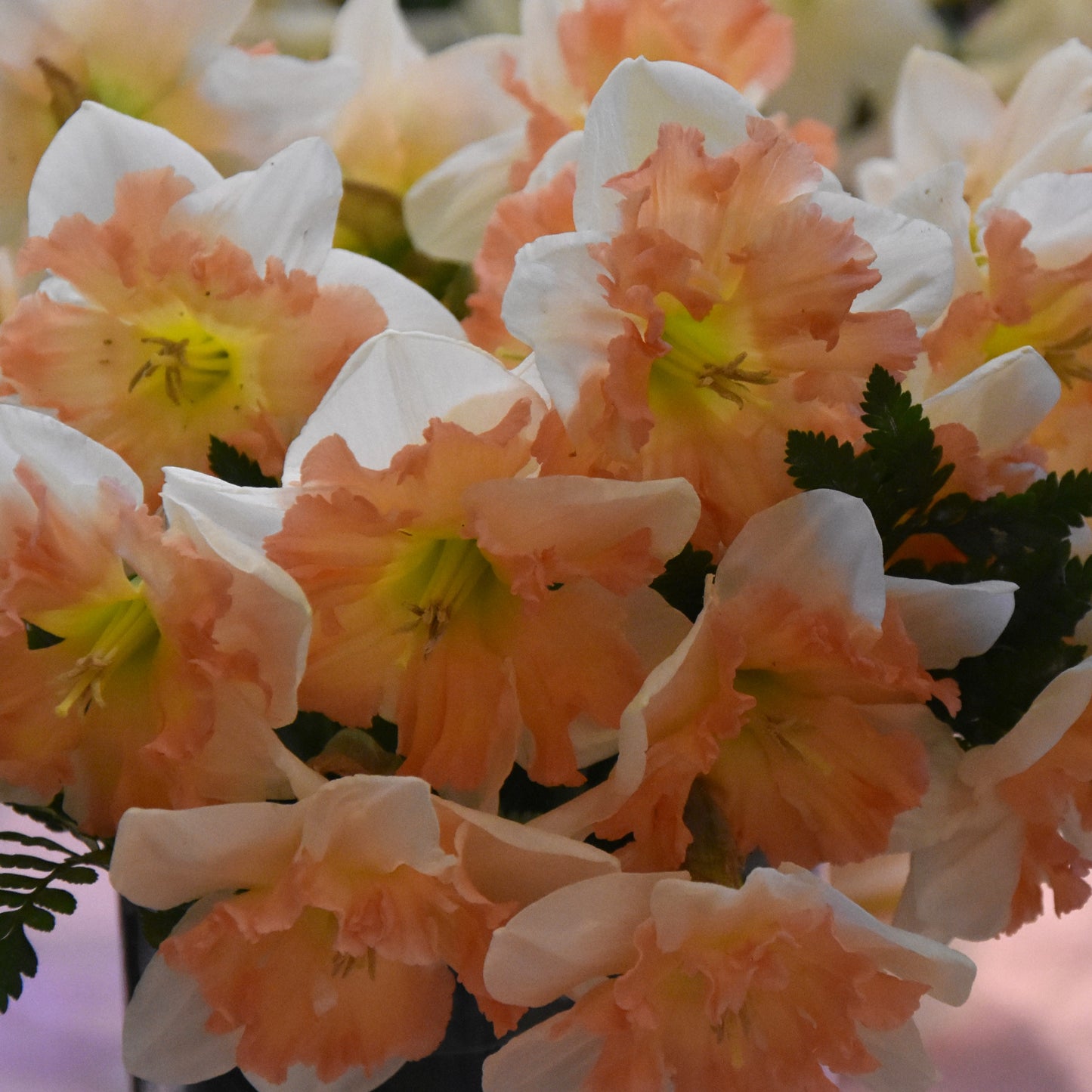 Narcissi Edinburgh