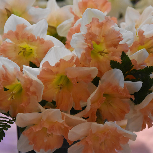 Narcissi Edinburgh