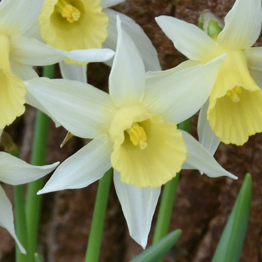 Narcissi Elka