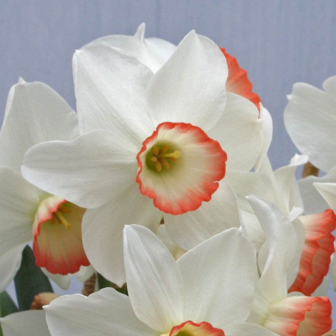 Narcissi Elizabeth Ann