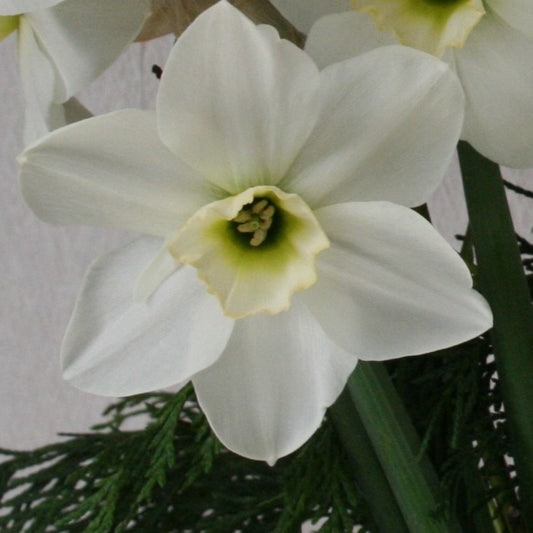 Narcissi Emerald Green