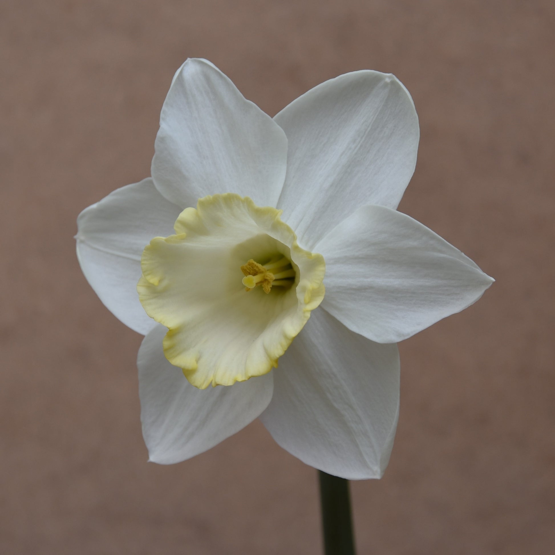 Narcissi Every Day