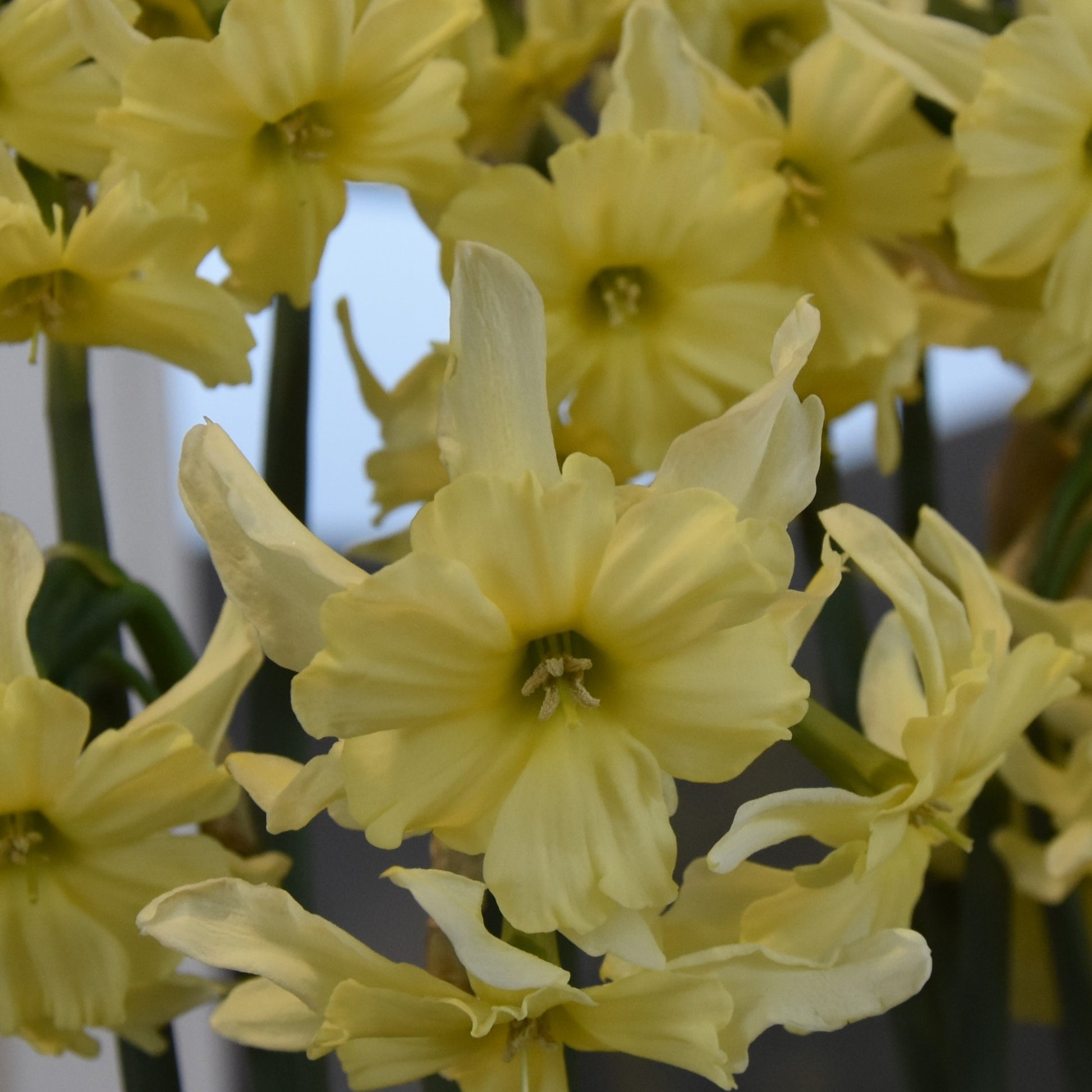 Narcissi Exotic Mystery