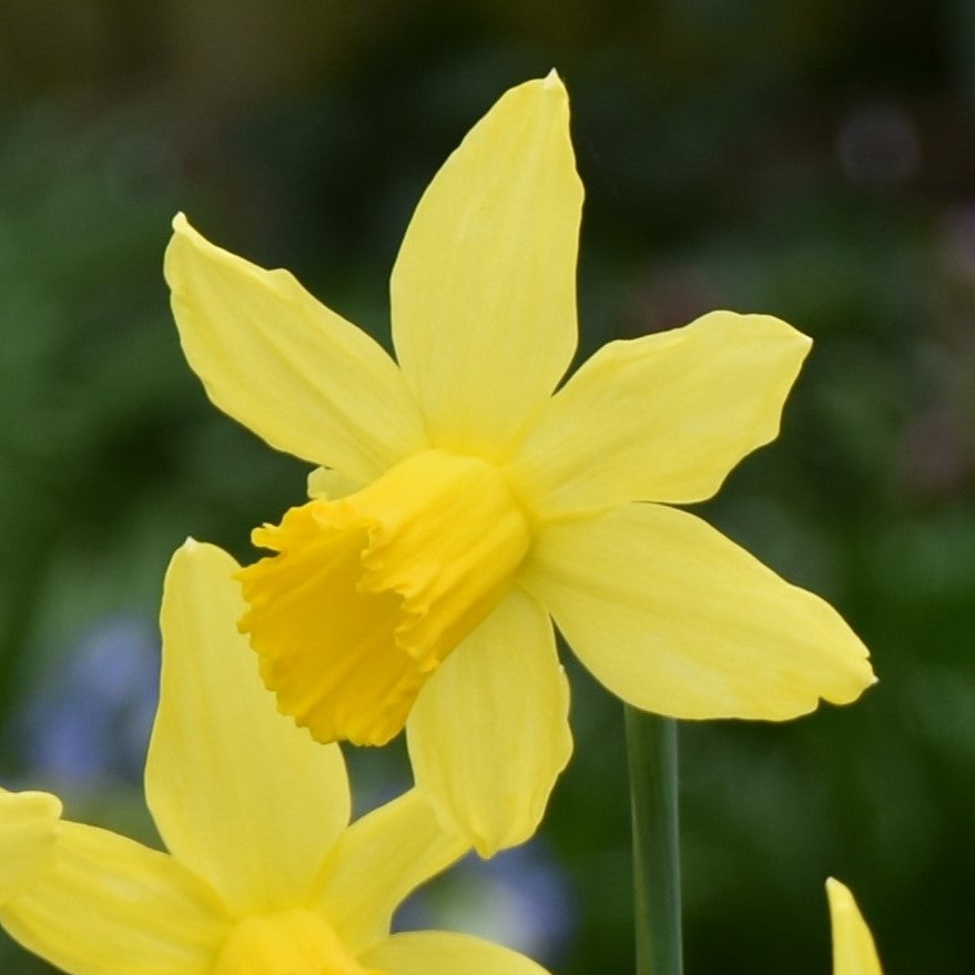 Narcissi February Gold
