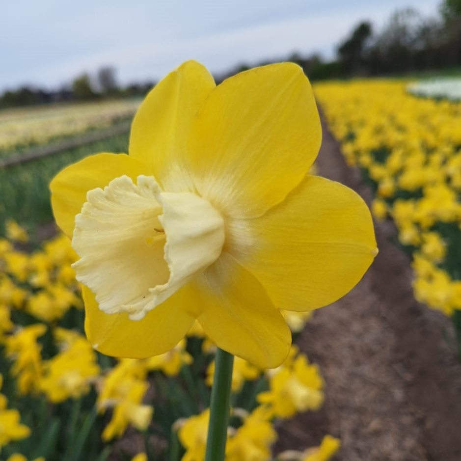 Narcissi Flor D'Luna