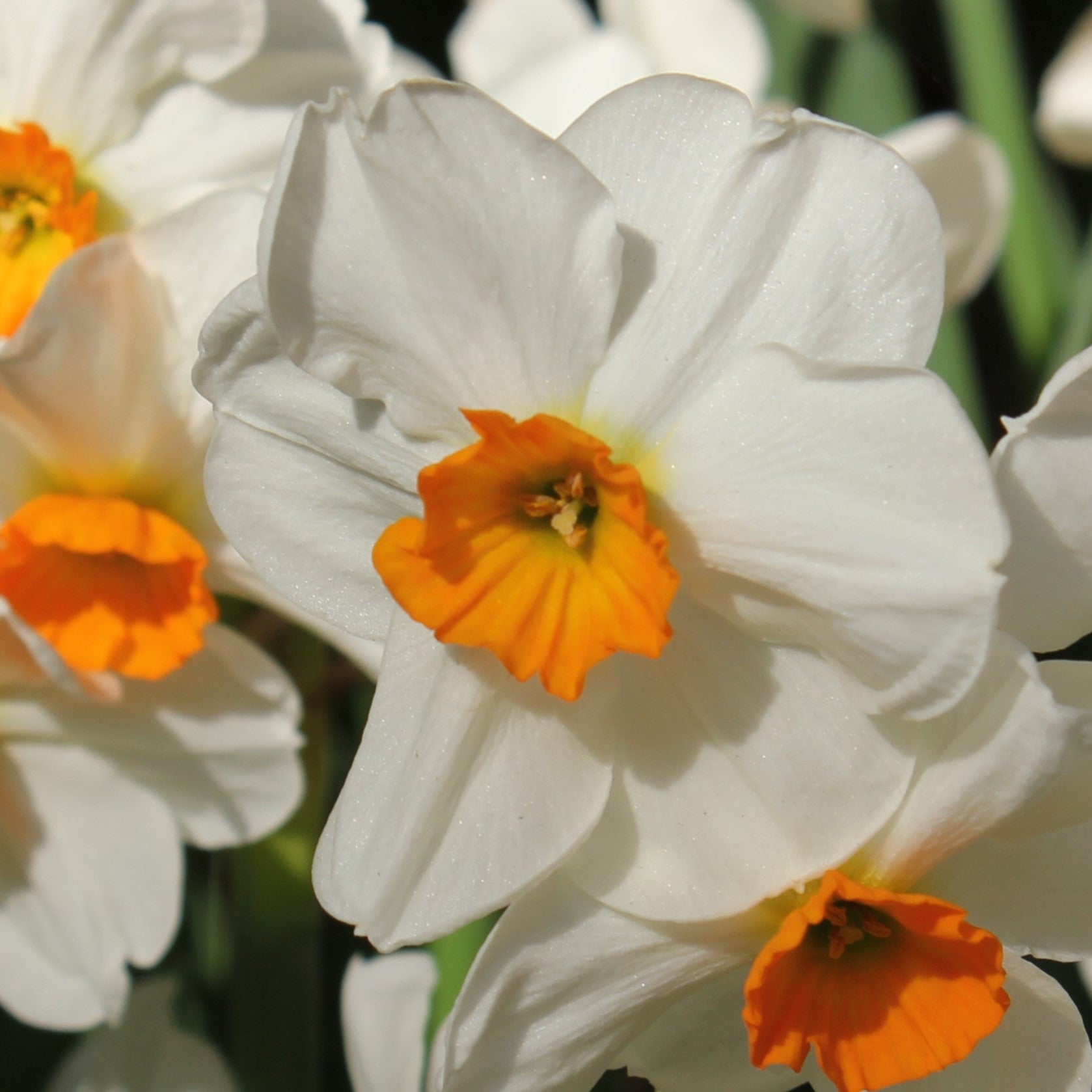 Narcissi Geranium