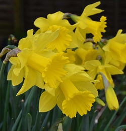 Narcissi Golden Harvest