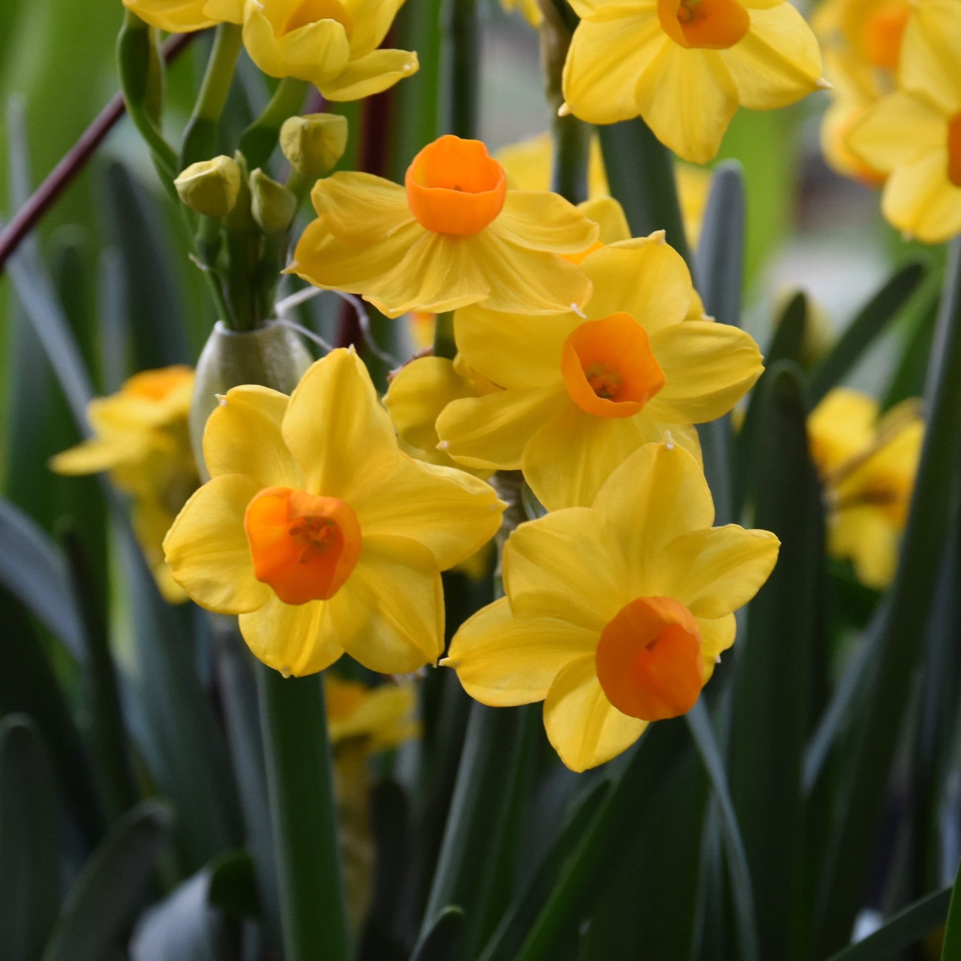 Narcissi Grand Soleil d'Or