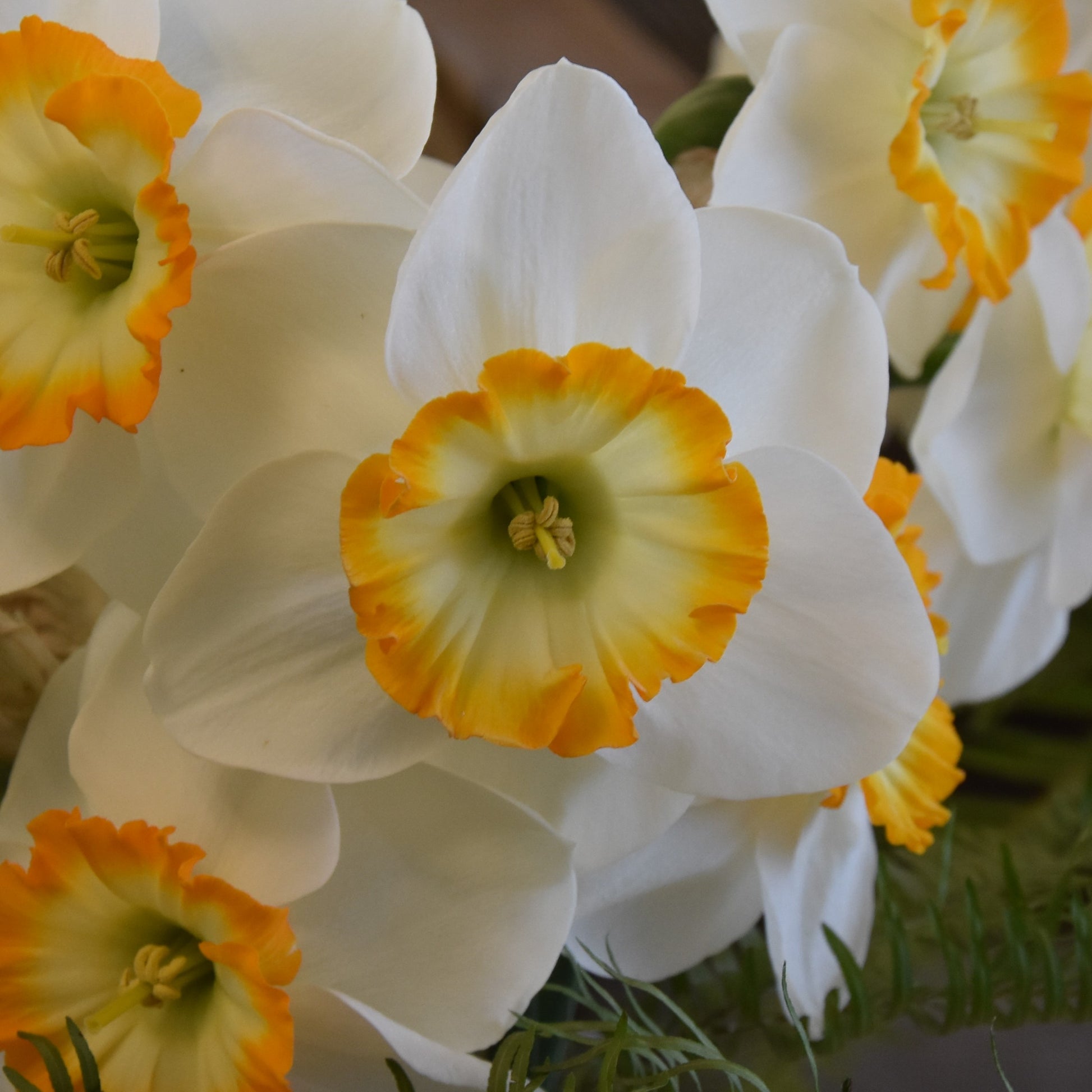 Narcissi Happy Smiles