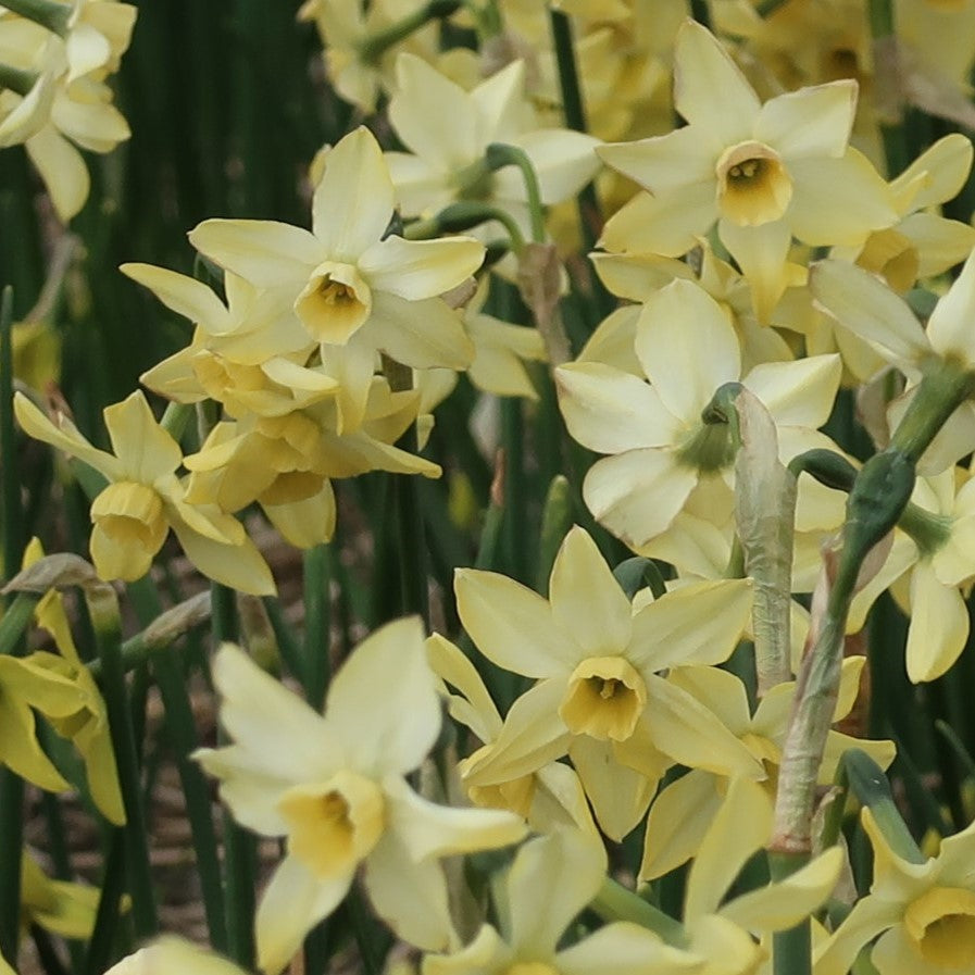 Narcissi Hunter Dawn