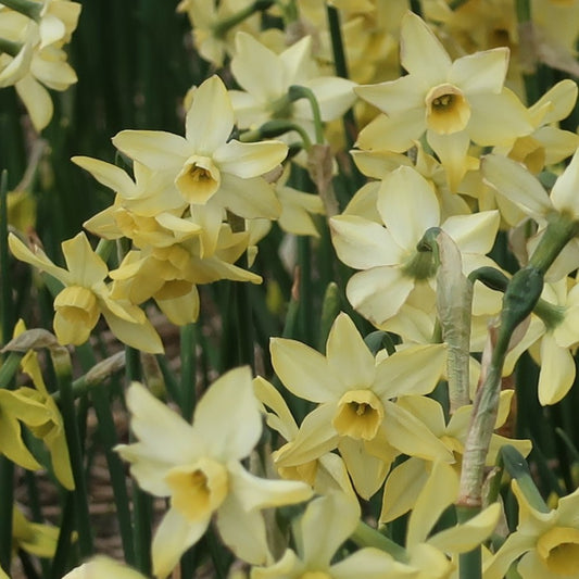 Narcissi Hunter Dawn