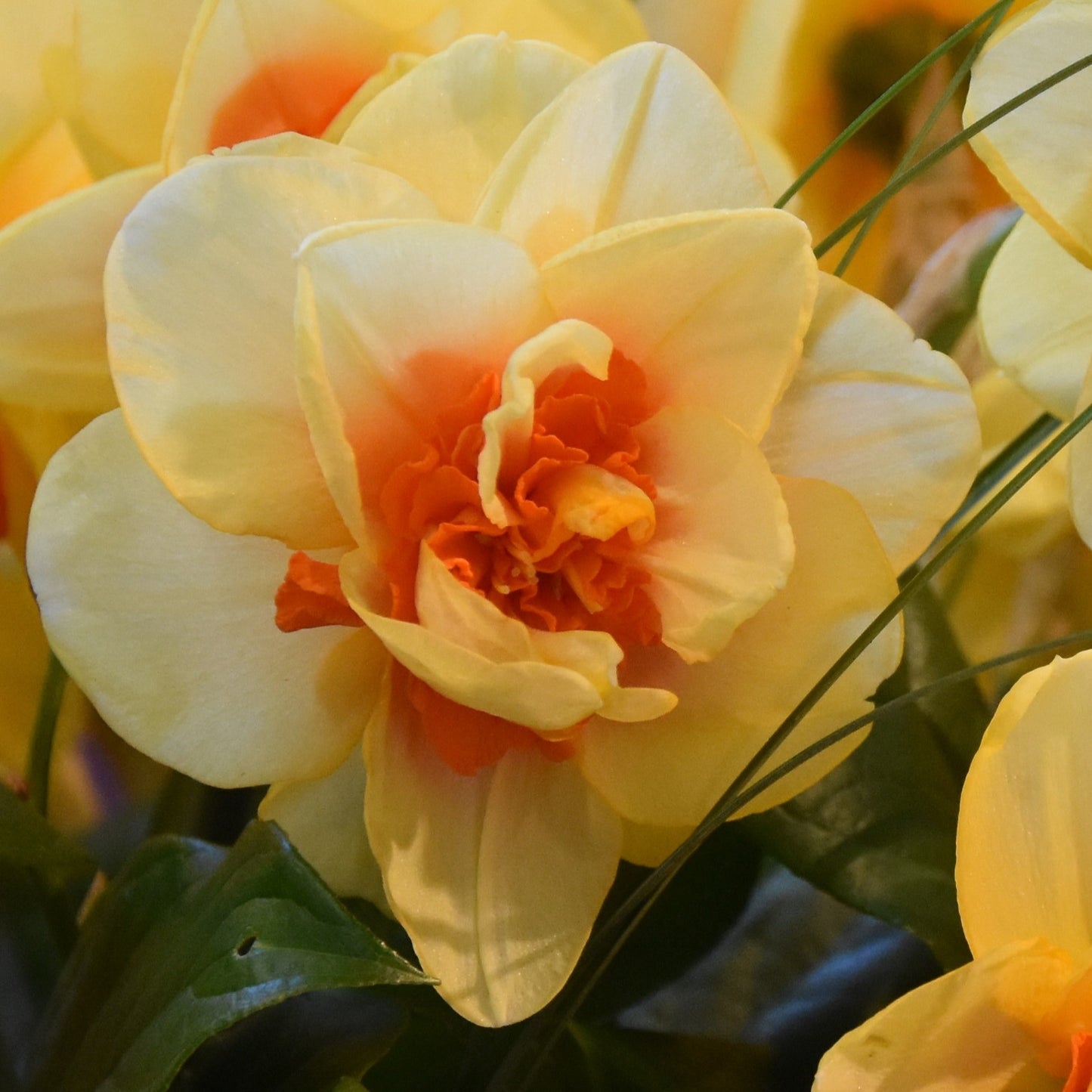 Narcissi Innovator