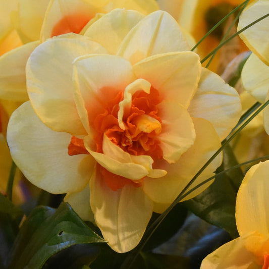 Narcissi Innovator