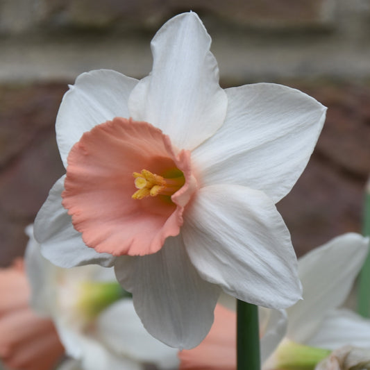 Narcissi Iwona