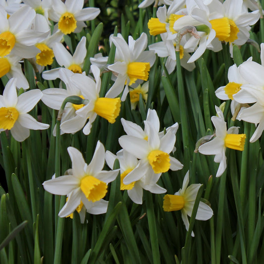 Narcissi Jack Snipe