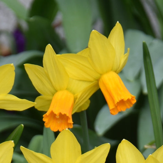 Narcissi Jetfire