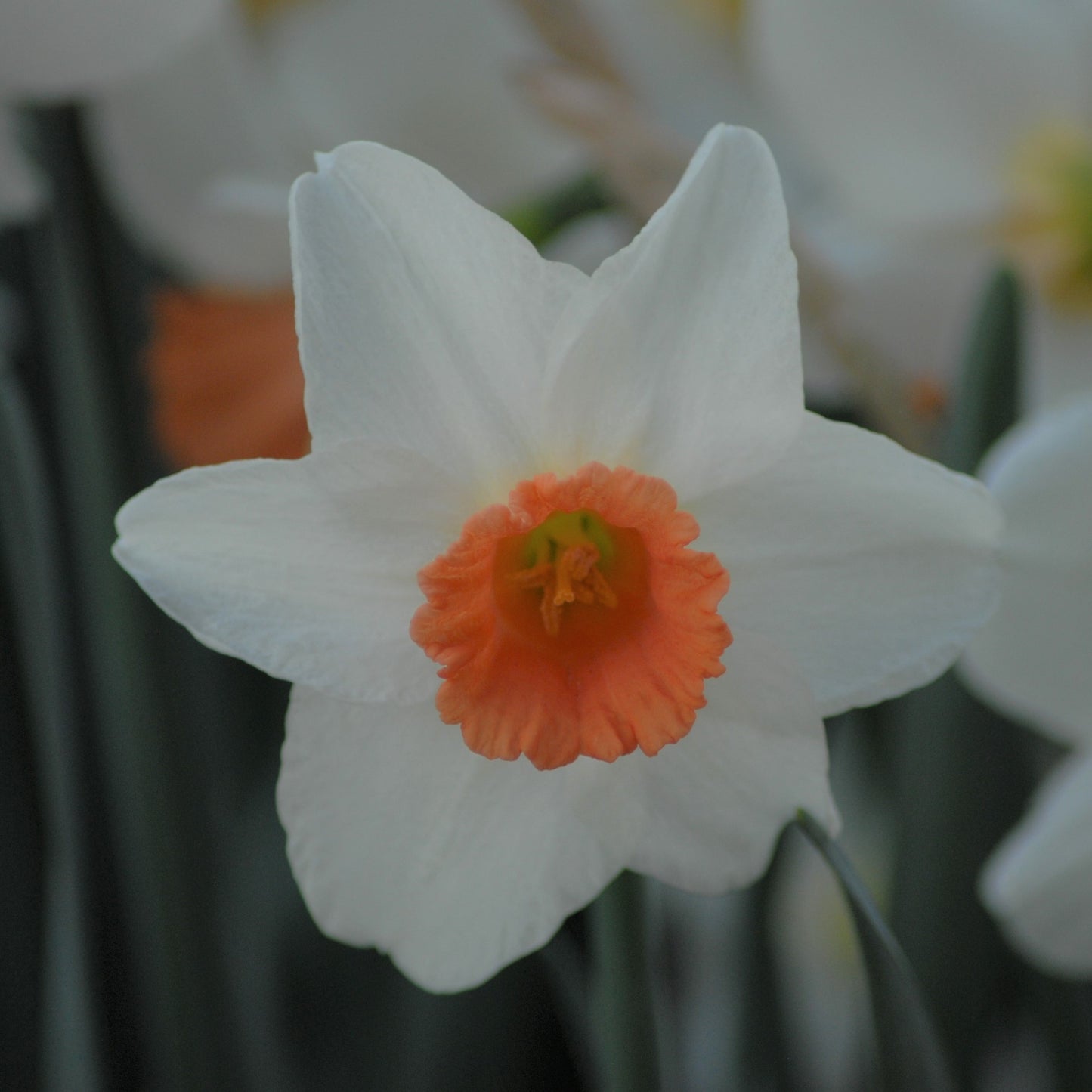 Narcissi Kaydee