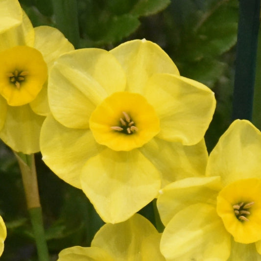 Narcissi Kokopelli