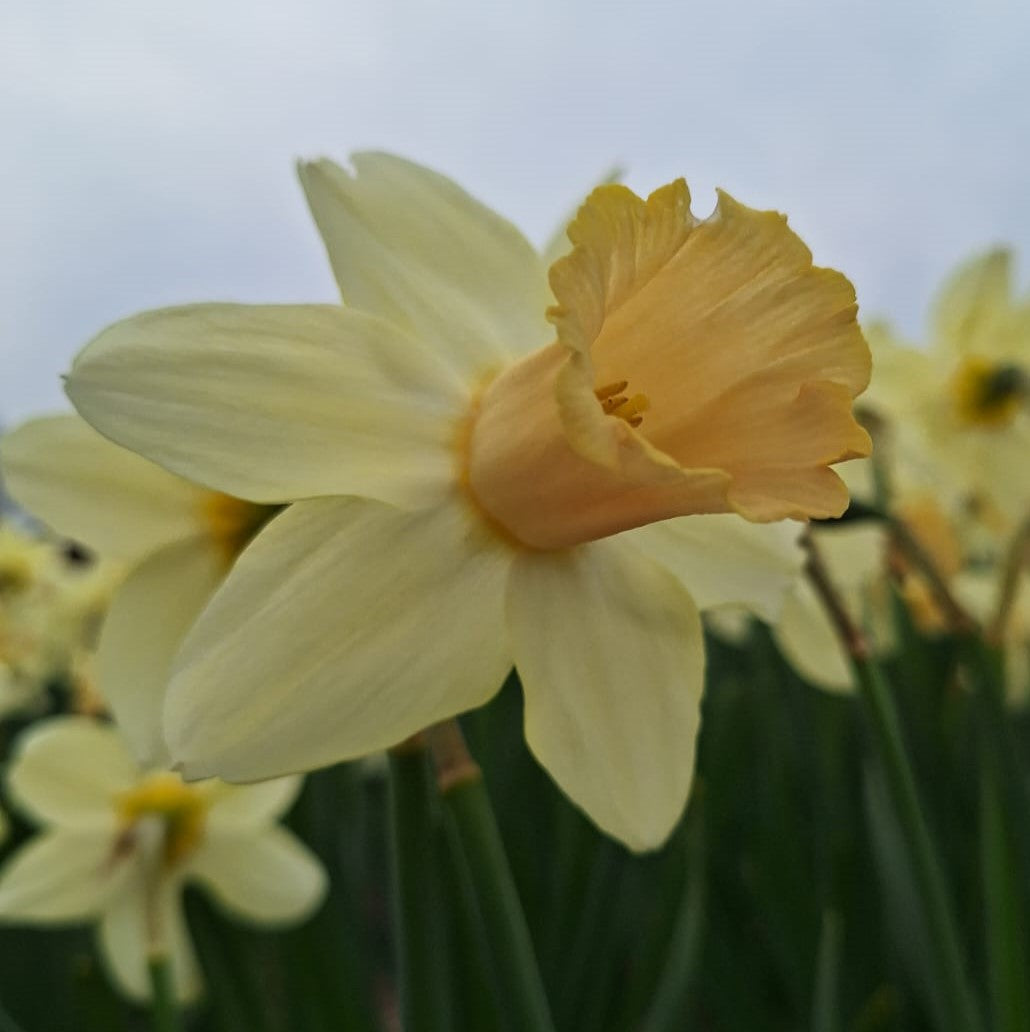 Narcissi Llanfair